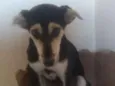 Bradogue