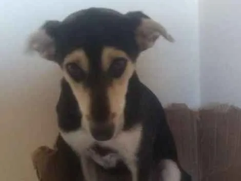 Cachorro ra a Misturador idade 7 a 11 meses nome Bradogue