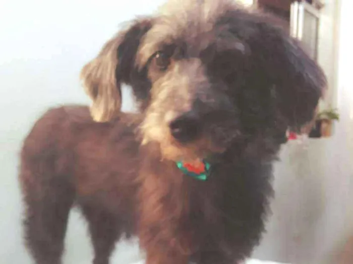 Cachorro ra a SRD idade 3 anos nome Menina 