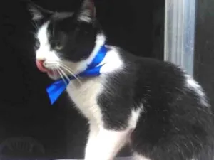 Gato raça SRD  idade 2 a 6 meses nome Sem Nome 