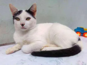 Gato raça SRD  idade 2 a 6 meses nome Sem Nome 