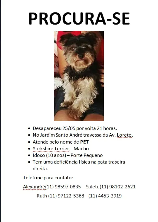 Cachorro ra a York idade 6 ou mais anos nome Pet
