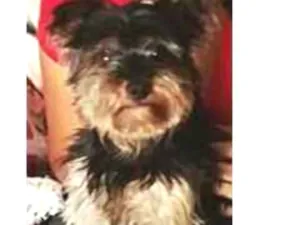 Cachorro raça York idade 6 ou mais anos nome Pet