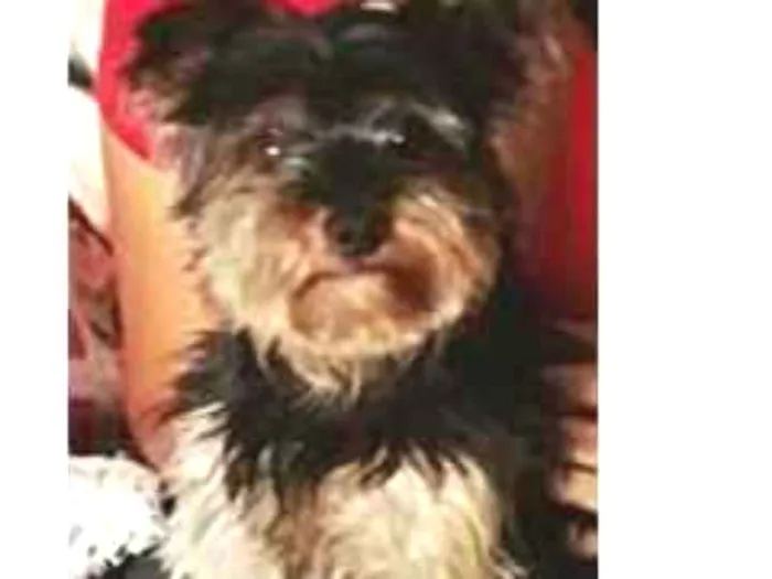 Cachorro ra a York idade 6 ou mais anos nome Pet