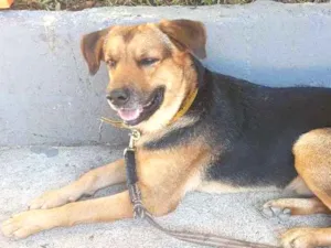 Cachorro raça Pastor idade 2 anos nome Guerreiro