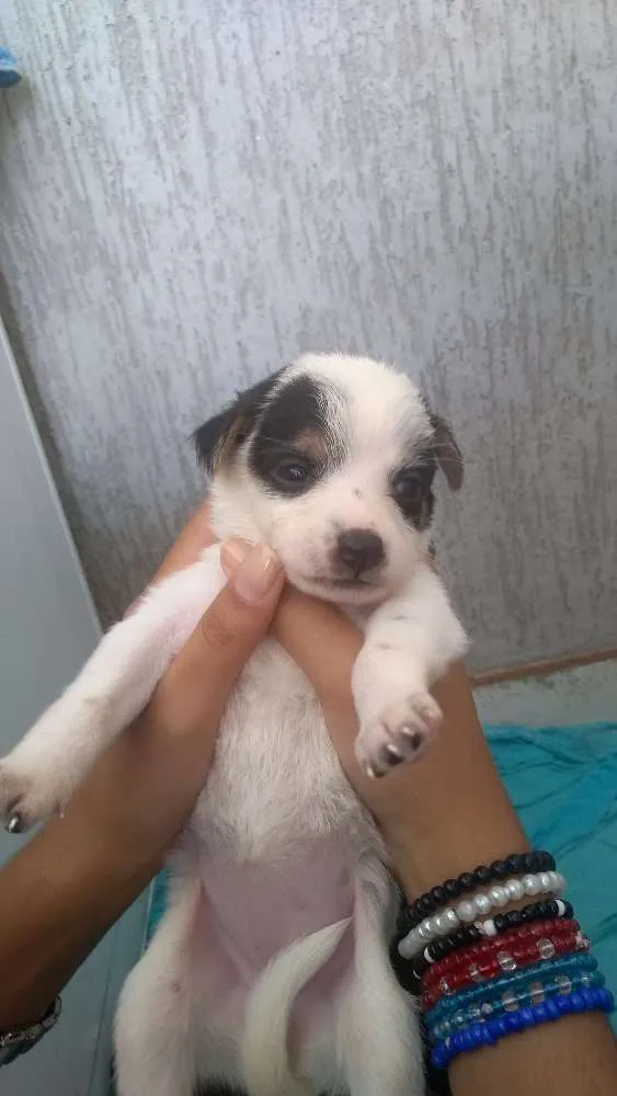 Cachorro ra a Sem raça definida idade Abaixo de 2 meses nome Filhotes