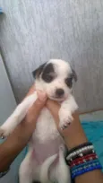 Filhotes