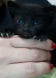 Gatinho 
