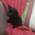 Gatinho 