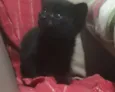 Gatinho 