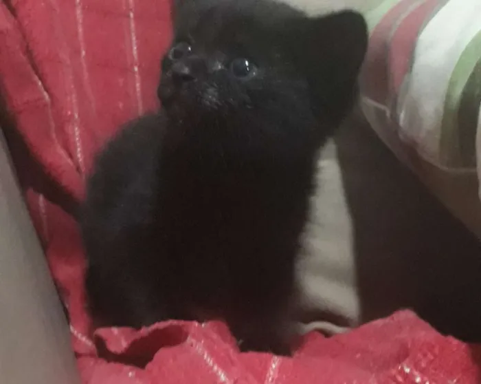 Gato ra a  idade Abaixo de 2 meses nome Gatinho 