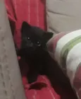 Gatinho 