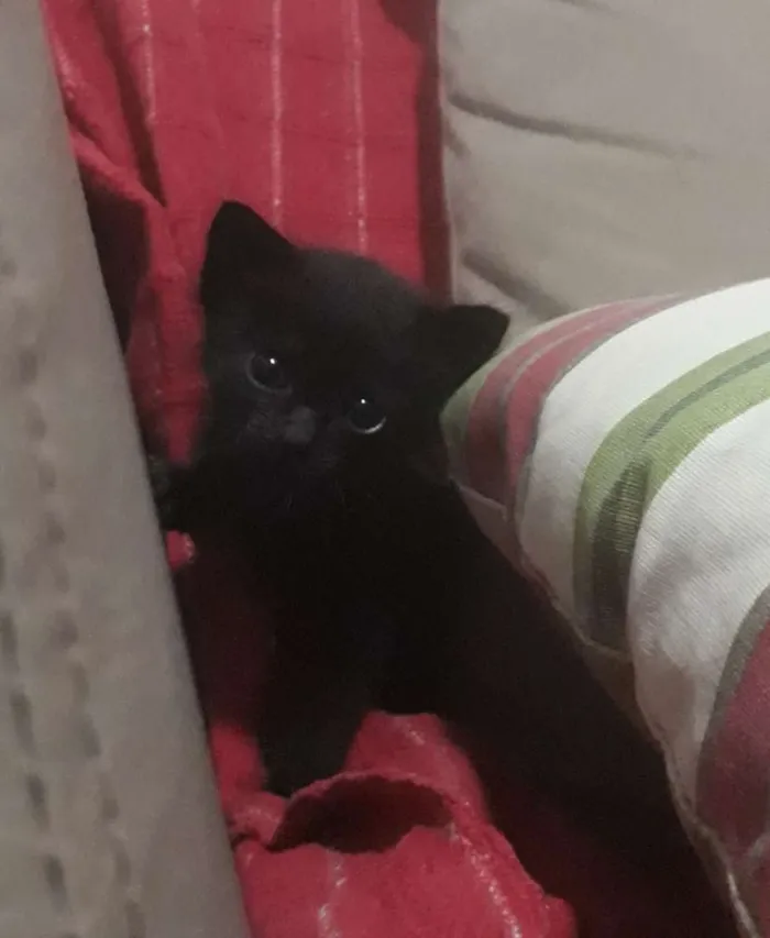 Gato ra a  idade Abaixo de 2 meses nome Gatinho 