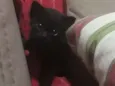 Gatinho 