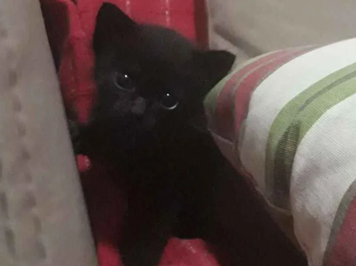 Gato ra a  idade Abaixo de 2 meses nome Gatinho 