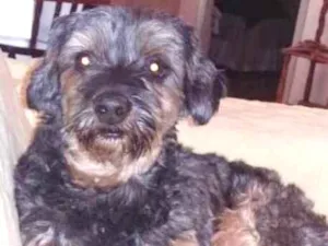 Cachorro raça SRD idade 6 ou mais anos nome Finho