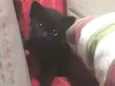 Gatinho 
