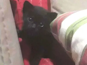 Gato raça  idade Abaixo de 2 meses nome Gatinho 
