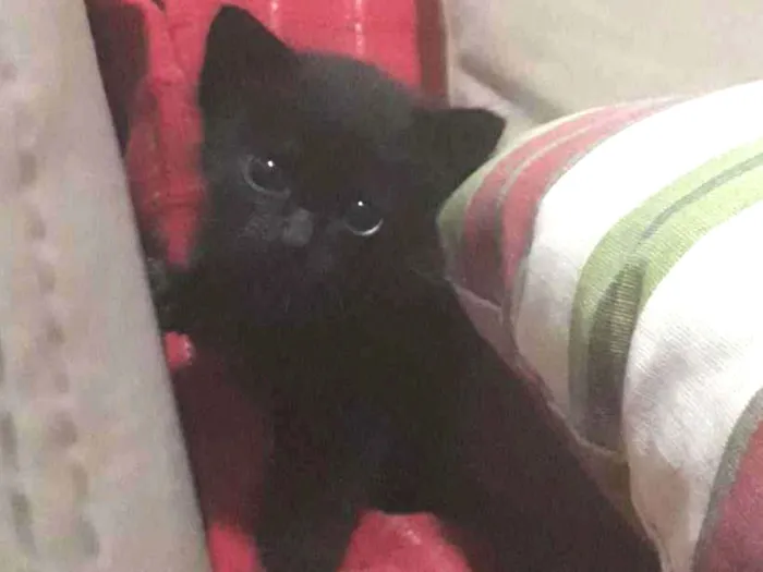 Gato ra a  idade Abaixo de 2 meses nome Gatinho 