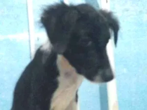 Cachorro raça Srd idade 2 a 6 meses nome PEROLA