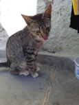 Tom