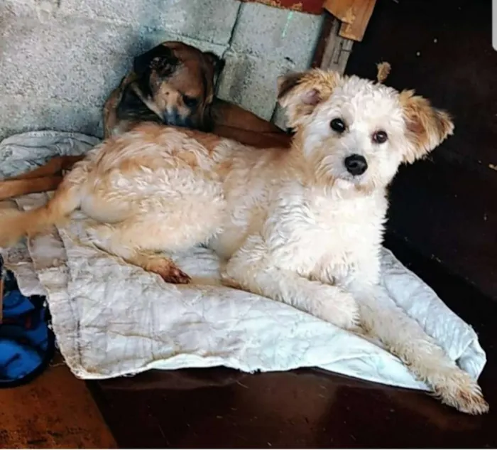 Cachorro ra a Canina idade 1 ano nome Leão