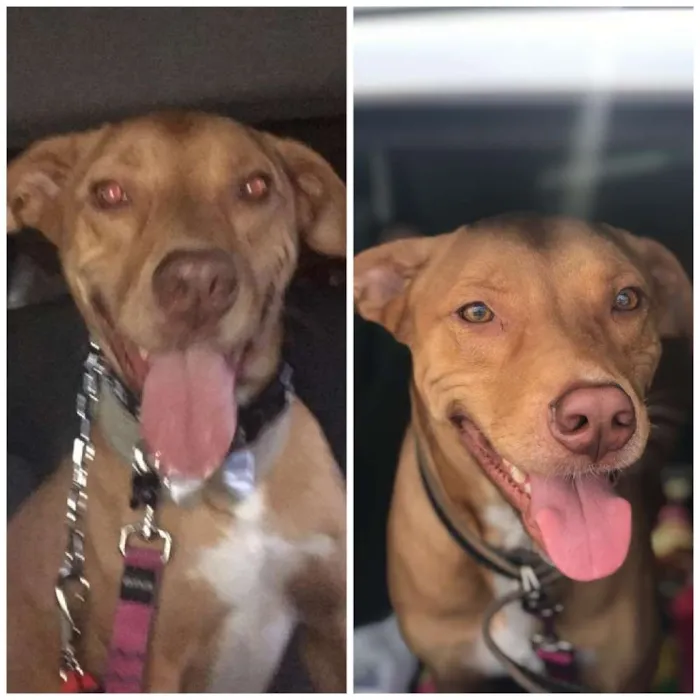 Cachorro raça SRD idade 1 ano nome LUCKY