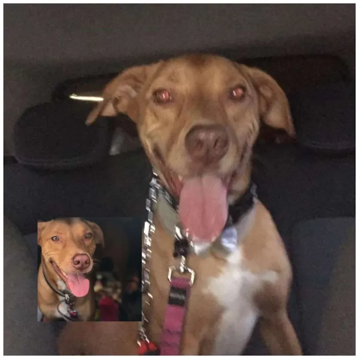 Cachorro raça SRD idade 1 ano nome LUCKY