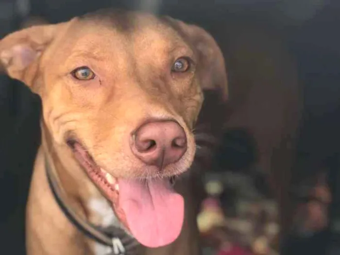 Cachorro raça SRD idade 1 ano nome LUCKY