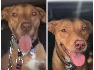 Cachorro raça SRD idade 1 ano nome LUCKY