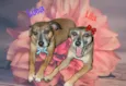 LILA E LUCA