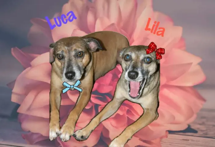 Cachorro ra a SRD idade 5 anos nome LILA E LUCA