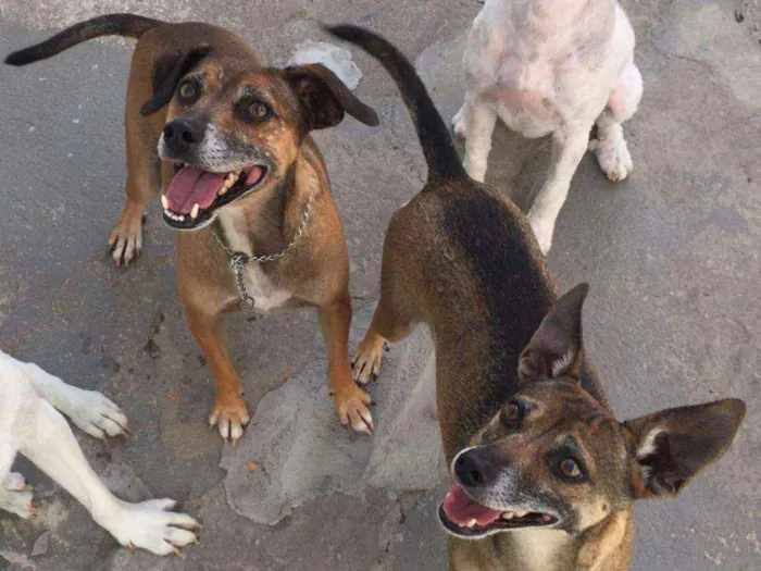 Cachorro ra a SRD idade 5 anos nome LILA E LUCA