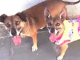 LILA E LUCA