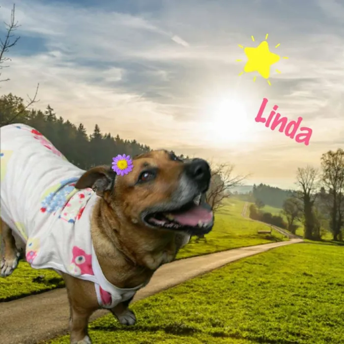 Cachorro ra a Mix de Pit idade 6 ou mais anos nome Linda