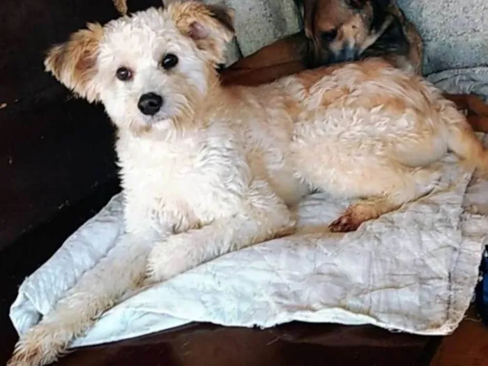 Cachorro ra a Canina idade 1 ano nome Leão