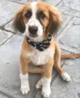 BOB