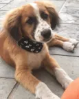 BOB