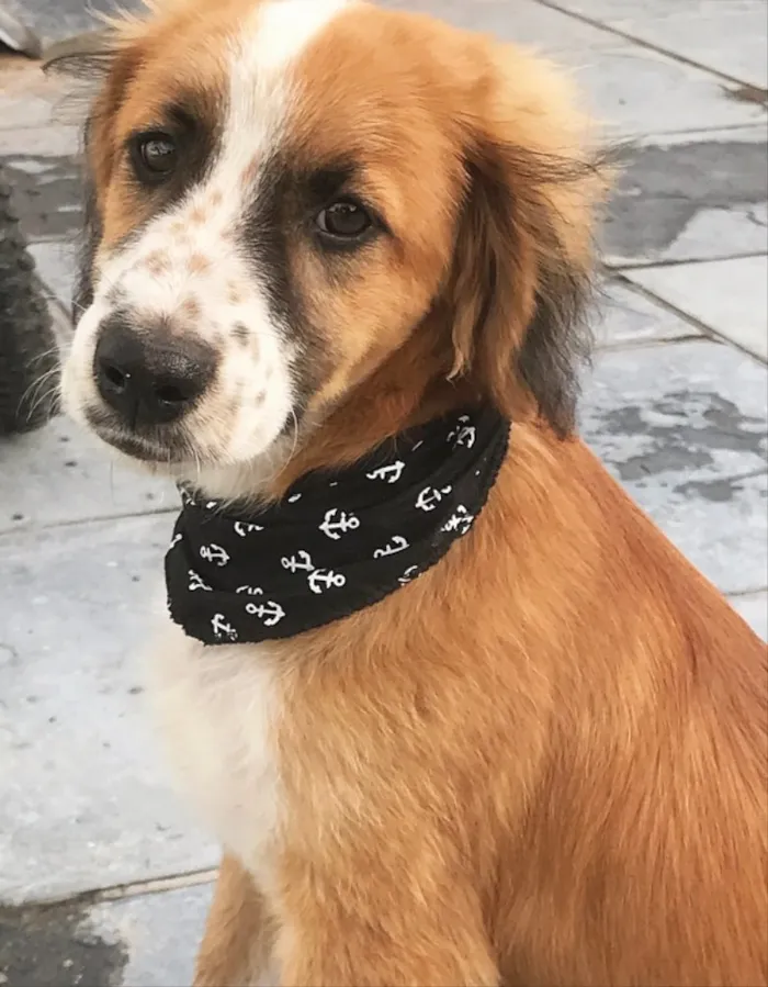 Cachorro ra a MESTIÇO de COCKER  idade 2 a 6 meses nome BOB