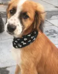 BOB