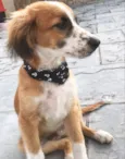 BOB