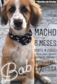BOB