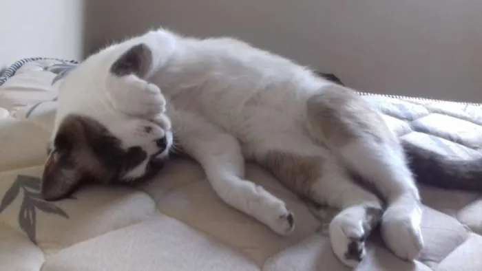 Gato ra a SRD idade  nome Gambi