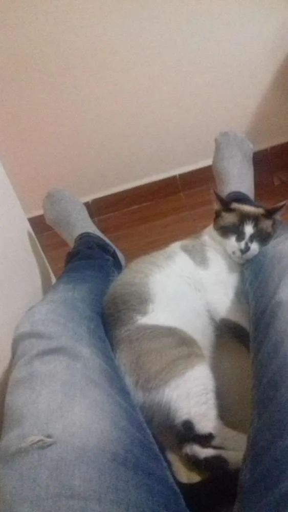 Gato ra a SRD idade  nome Gambi