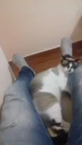 Gambi