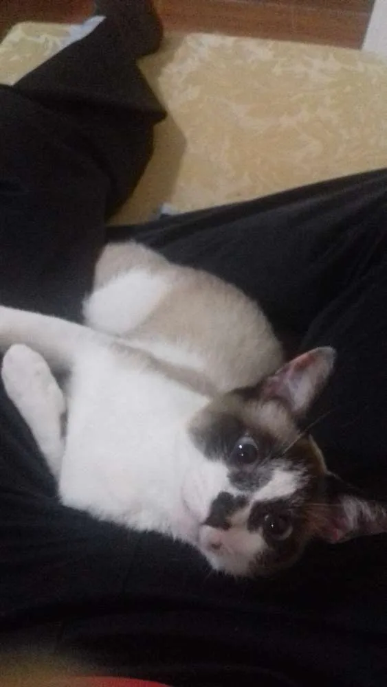 Gato ra a SRD idade  nome Gambi