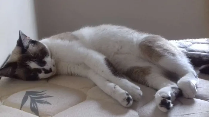 Gato ra a SRD idade  nome Gambi