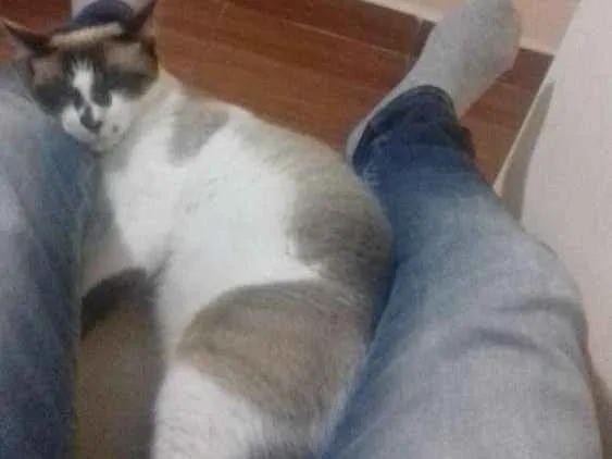 Gato ra a SRD idade  nome Gambi