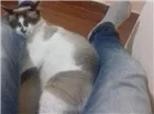 Gato raça SRD idade  nome Gambi