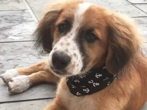 Cachorro raça MESTIÇO de COCKER  idade 2 a 6 meses nome BOB